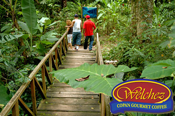 Welchez Coffee - Cop�n Coffee Tour/ Finca Santa Isabel